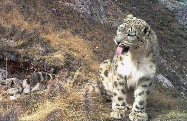 新疆雪豹客场丢分，保级艰难向前的简单介绍